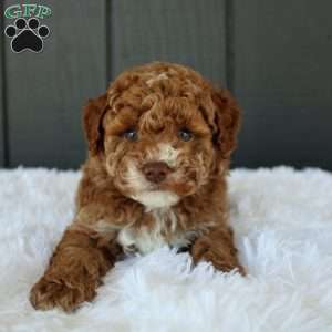 Archie, Miniature Poodle Puppy